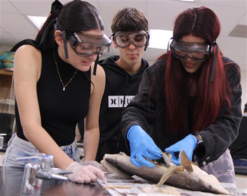 Dissecting shark